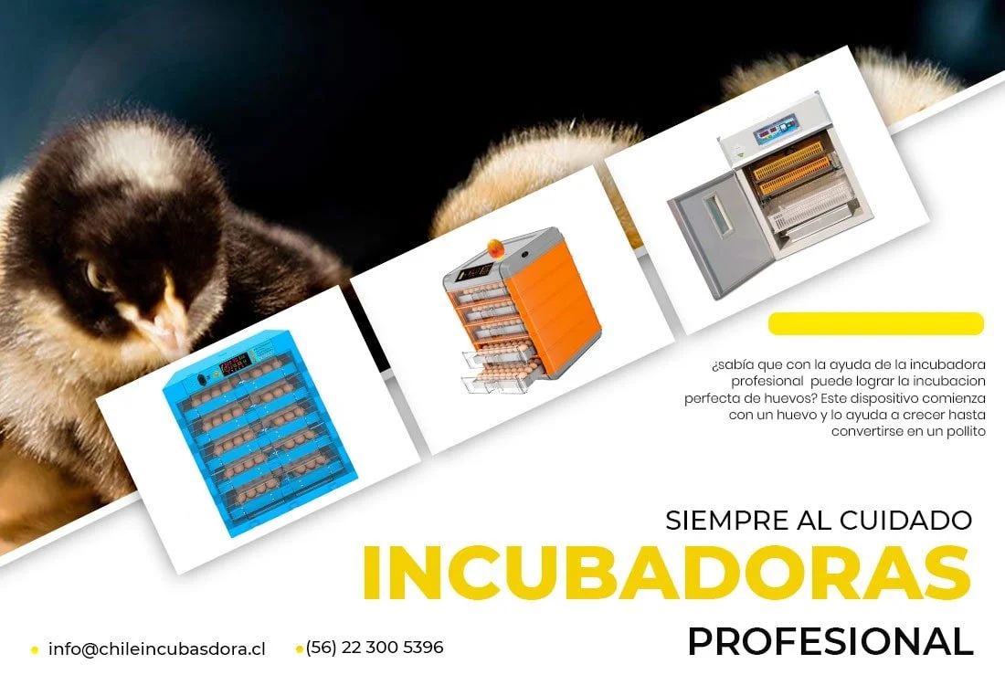 BANERS POLLOSCHILE INCUBADORAS INCUBADORAS movil 2022 min - Chile Incubadoras