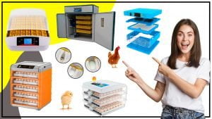 Caracteristicas y funciones de una incubadora automatica 300x169 - Características y funciones de una incubadora automática