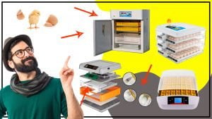 Como aprovechar al maximo la incubadora de huevos para criar aves 300x169 - ¿Cómo aprovechar al máximo la incubadora de huevos para criar aves?