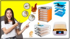 Como elegir la incubadora automatica adecuada 300x169 - Cómo elegir la incubadora automática adecuada