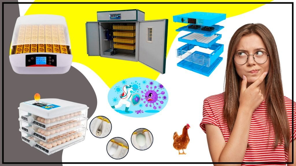 Como mantener la incubadora automatica limpia y libre de bacterias 1024x576 - ¿Cómo mantener la incubadora automática limpia y libre de bacterias?