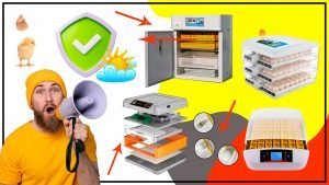 Como mantener la incubadora de huevos libre de bacterias y enfermedades 300x169 - ¿Cómo proteger la incubadora de huevos de los elementos climáticos?