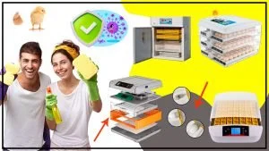 Como mantener la incubadora de huevos libre de bacterias y enfermedades a 300x169 - ¿Cómo mantener la incubadora de huevos libre de bacterias y enfermedades?