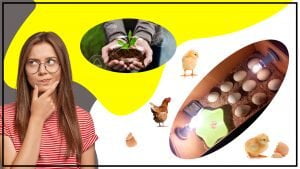 Como personalizar tu incubadora de huevos para adaptarse a tus necesidades 300x169 - ¿Cómo personalizar tu incubadora de huevos para adaptarse a tus necesidades?
