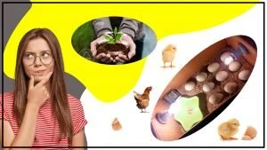 Como personalizar tu incubadora de huevos para adaptarse a tus necesidades 300x169 - ¿Cómo personalizar tu incubadora de huevos para adaptarse a tus necesidades?
