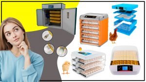 Cuales son las mejores incubadoras automaticas en el mercado 300x169 - ¿Cuáles son las mejores incubadoras automáticas en el mercado?