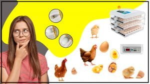 Que accesorios y herramientas son esenciales para una incubadora de huevos 300x169 - ¿Qué accesorios y herramientas son esenciales para una incubadora de huevos?