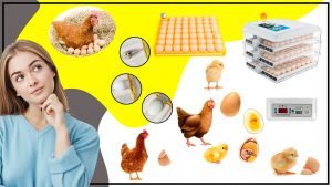 Que asesoramiento y recursos estan disponibles para ayudarte a sacar el maximo provecho de tu incubadora de huevos 300x169 - ¿Qué asesoramiento y recursos están disponibles para ayudarte a sacar el máximo provecho de tu incubadora de huevos?
