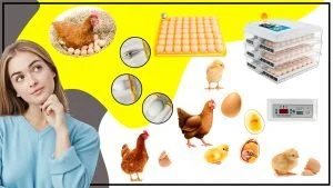 Que asesoramiento y recursos estan disponibles para ayudarte a sacar el maximo provecho de tu incubadora de huevos 300x169 - ¿Qué asesoramiento y recursos están disponibles para ayudarte a sacar el máximo provecho de tu incubadora de huevos?