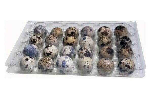 Bandeja Plastica Huevos Codorniz 24 huevos